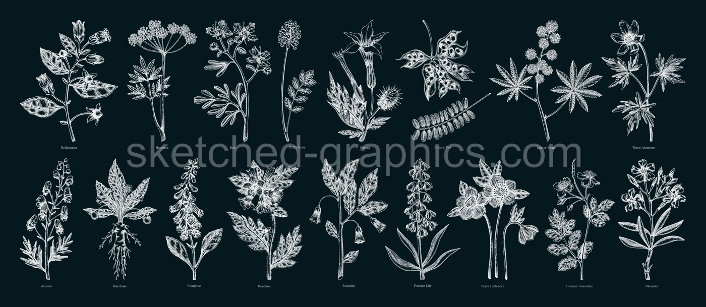 Poisonous plant hand drawn vector illustrations. Witch herbs in sketch style. Medicinal plants drawings on chalkboard. NOT AI generated Illustration